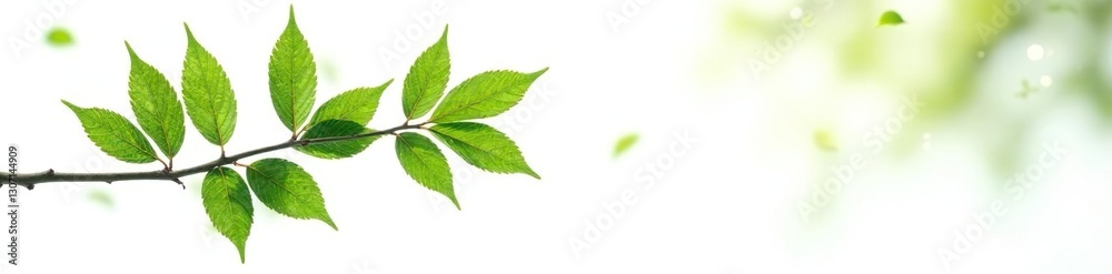Leafy branch isolated against stark white space, plants, simple composition, tree branches Leafy branch isolated against stark white space, plants, simple composition, tree branches