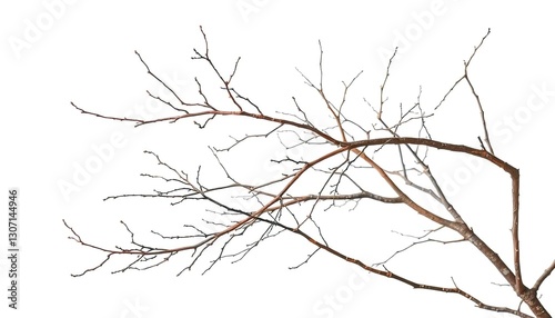 Isolated bare branches against pure white backdrop, showing intricate textures and shapes, design, natural