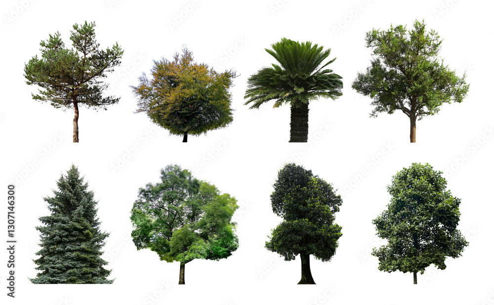 Fototapeta premium Set of different trees isolated on white