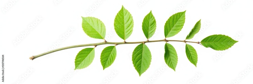 Single branch isolated on white background with leaves and stem visible, leafy, single, nature Single branch isolated on white background with leaves and stem visible, leafy, single, nature