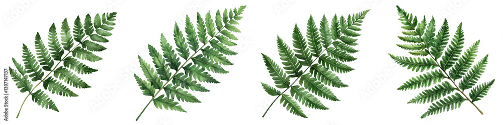 Vibrant Green Fern Leaves Natural Background with Lush Botanical Foliage Closeup of Healthy Fern Fronds in a Serene Forest or Woodland Environment Vibrant Green Fern Leaves Natural Background with Lush Botanical Foliage Closeup of Healthy Fern Fronds in a Serene Forest or Woodland Environment