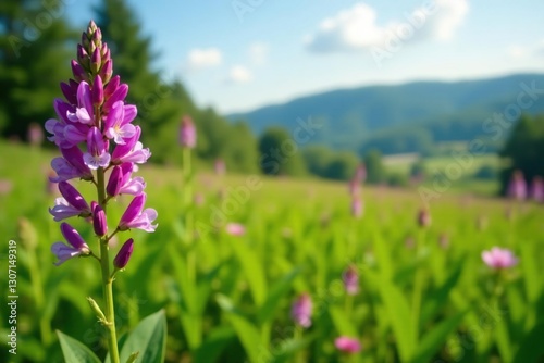 Tufted vetch in a field with other wildflowers and foliage, wildflower, flowers, nature