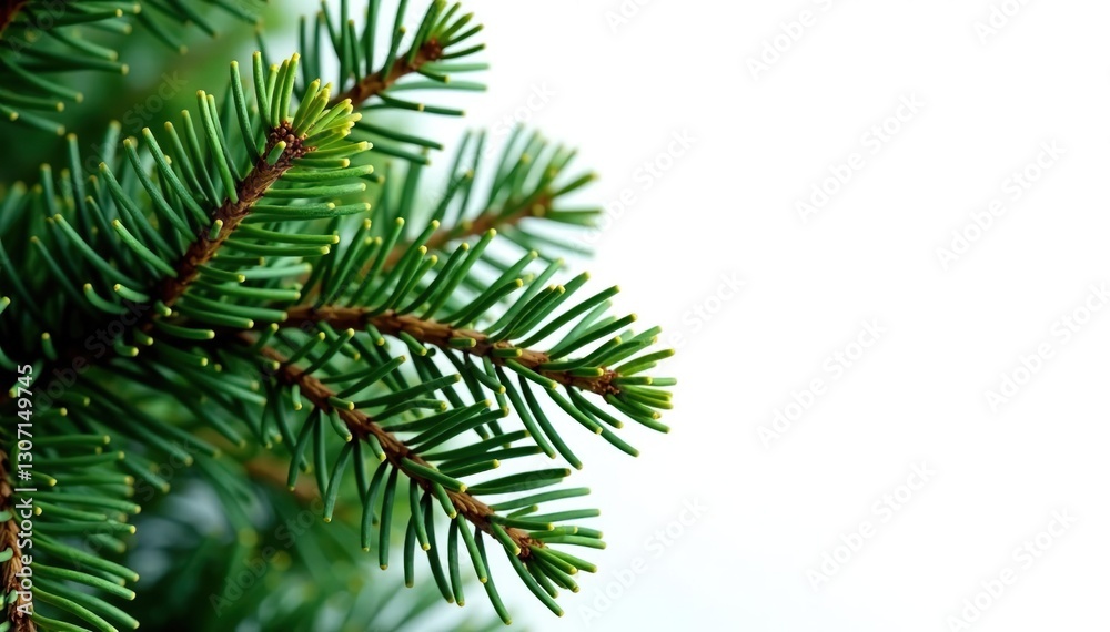 Foliage of a pine tree isolated on white background, wood, pine needles Foliage of a pine tree isolated on white background, wood, pine needles