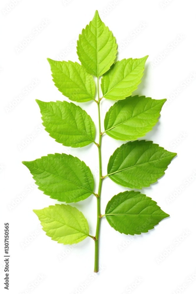 Leafy branch isolated against stark white space, natural colors, nature photography, foliage Leafy branch isolated against stark white space, natural colors, nature photography, foliage