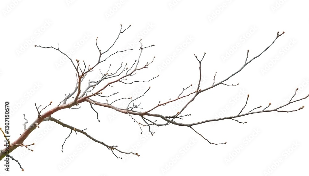 Intricate bare branches isolated against pure white backdrop, delicate, fragile Intricate bare branches isolated against pure white backdrop, delicate, fragile