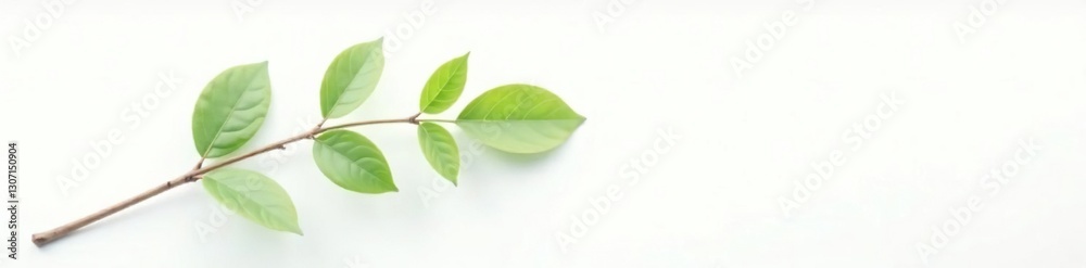 Fototapeta premium A branch on a white background with subtle gradient, isolated object, natural, solitary