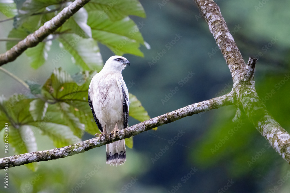 The white hawk, Pseudastur albicollis, is a bird of prey The white hawk, Pseudastur albicollis, is a bird of prey