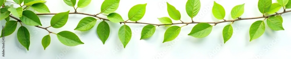 Leafy branches unfolding on a clean white surface, simplicity, trees Leafy branches unfolding on a clean white surface, simplicity, trees