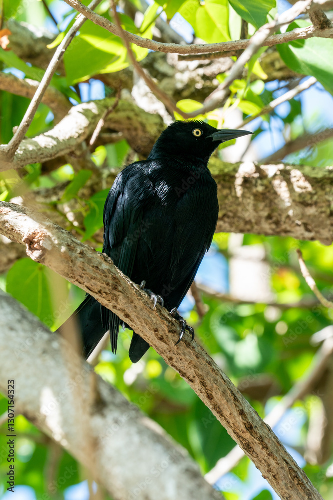 Bird in a tree Puerto Rico Bird in a tree Puerto Rico