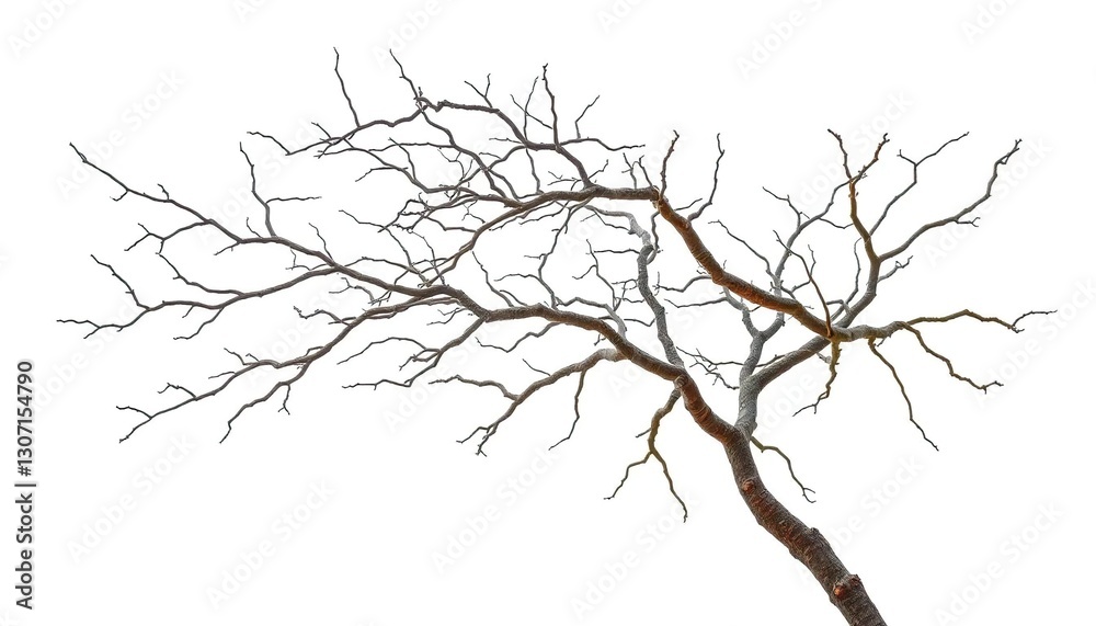 Bare, gnarled branches isolated against a pure white backdrop, art, botanical Bare, gnarled branches isolated against a pure white backdrop, art, botanical