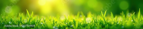 Dew-kissed grass swaying gently in the breeze, natural, morning, gentle