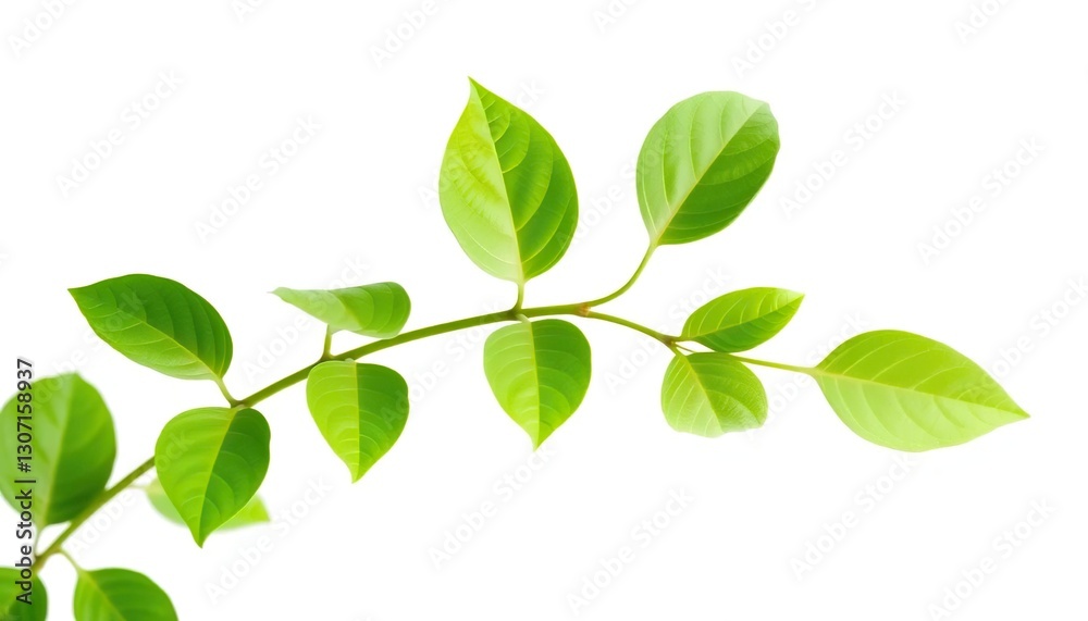 Single vibrant green plant, isolated on pure white, mockup, design element Single vibrant green plant, isolated on pure white, mockup, design element