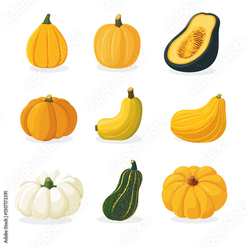 Assorted squash varieties in a colorful vector illustration on white
