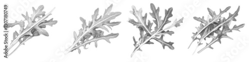 Arugula Vector Illustration with Botanical Details and Organic Texture
