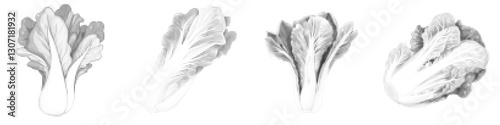 Vector Illustration of Endive Lettuce in Various Artistic Styles and Designs