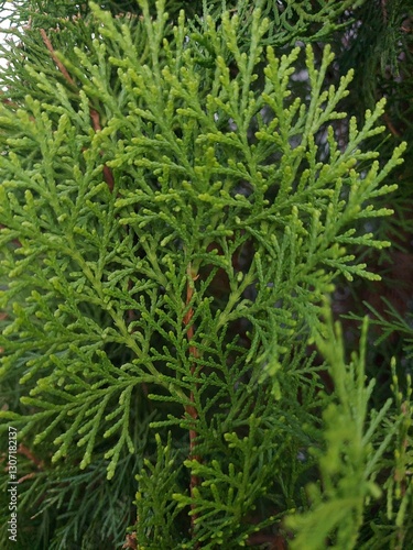 green grass background