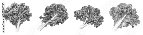 Stylized illustration of kale leaves in diverse styles and vector design elements