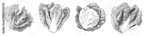 Illustration of Lettuce Leaf Vectors, Dot Patterns and Textures in Black and White