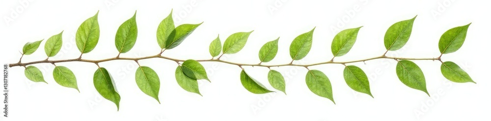 Obraz premium Leafy branches with delicate stems isolated on white background, branch, nature, foliage