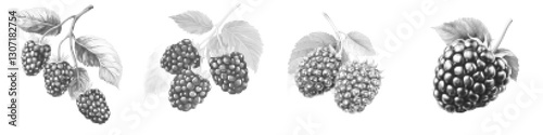 Mulberry Vector Illustration: Artistic Renderings of Mulberry Branches and Leaves
