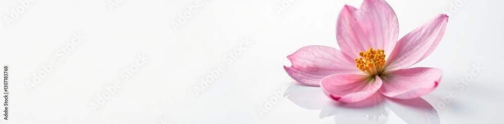 Single flower on a plain white background with subtle reflections, blossom, reflection Single flower on a plain white background with subtle reflections, blossom, reflection