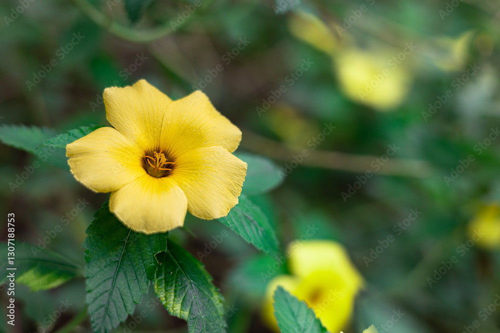a beautiful bright yellow flower in bloom of Turnera ulmifolia, (ramgoat dashalong, or yellow alder).on blurred background of green leaves. a beautiful bright yellow flower in bloom of Turnera ulmifolia, (ramgoat dashalong, or yellow alder).on blurred background of green leaves.