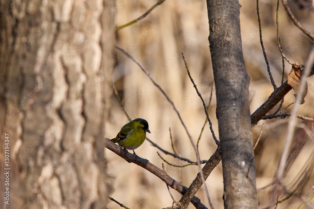 (Emberiza citrinella) on the branches of a tree feeding (Emberiza citrinella) on the branches of a tree feeding