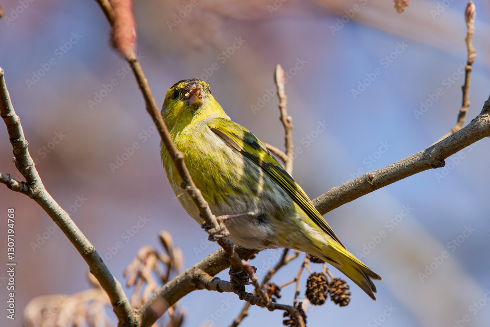 (Emberiza citrinella) on the branches of a tree feeding (Emberiza citrinella) on the branches of a tree feeding