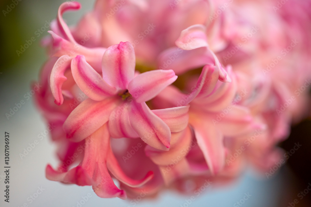 Obraz premium close up of spring flower with blurred background