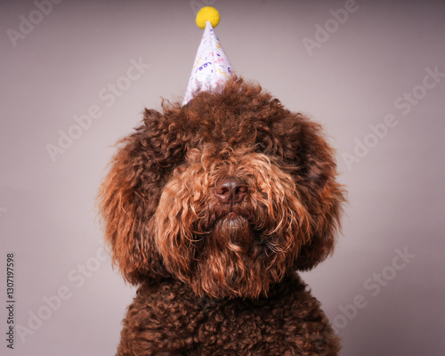 Barbet in party hat