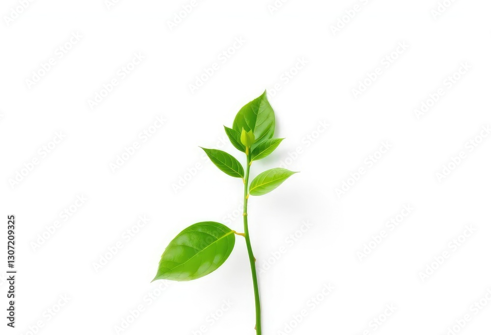 Single vibrant green plant, isolated on pure white, plantlife, isolated plant Single vibrant green plant, isolated on pure white, plantlife, isolated plant