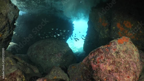 pempheris fish in cave underwater moving with waves underwater close up photo