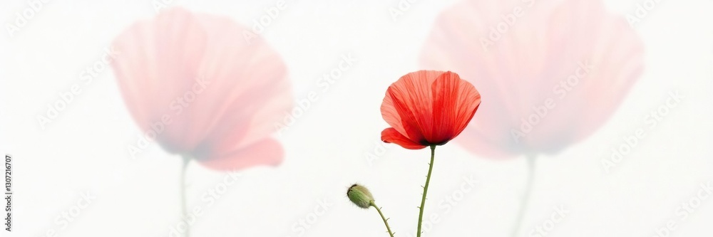 Single red poppy isolated on a white background with subtle texture, simple, photography Single red poppy isolated on a white background with subtle texture, simple, photography