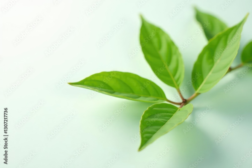 Focused green plant stem against a crisp white surface, foliage, botanical, isolated Focused green plant stem against a crisp white surface, foliage, botanical, isolated