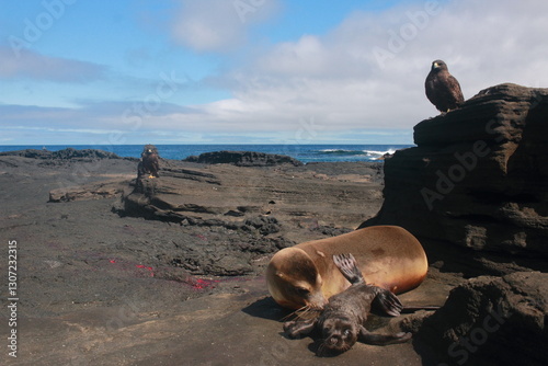 New born sea lion and galapagos hawks chasing