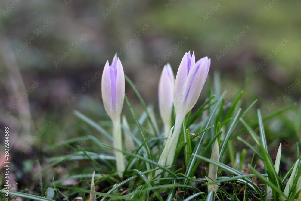 Purple crocuses in the grass. Early spring in Europe. Purple crocuses in the grass. Early spring in Europe.