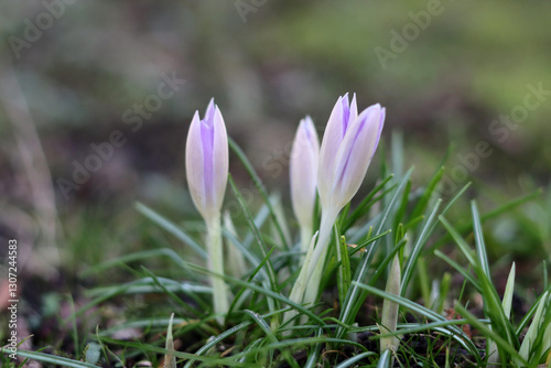 Purple crocuses in the grass. Early spring in Europe.