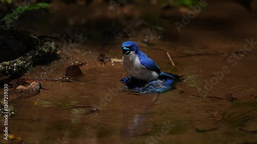 Bird cannibalism, Madagascar blue vanga, Cyanolanius madagascarinus, Two birds fought in the water, one killed the other and started eating it. Bird behavior in nature. Endemic birds from Manradia NP.
