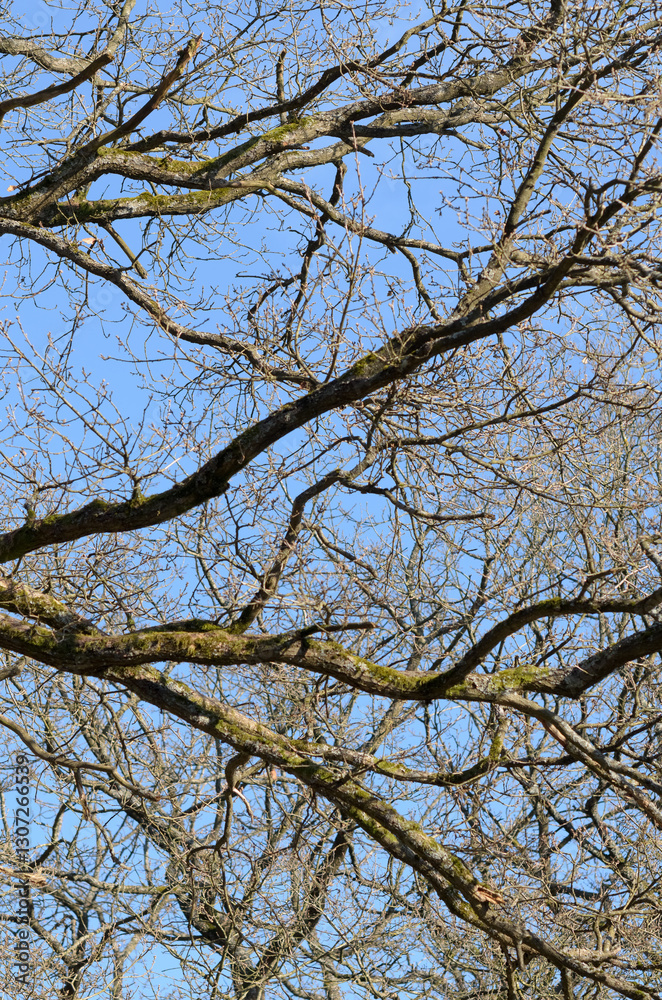 Tree trunk with bare branches and twigs in an european forest against blue sky on a sunny day, natural trees woodland landscape background Tree trunk with bare branches and twigs in an european forest against blue sky on a sunny day, natural trees woodland landscape background