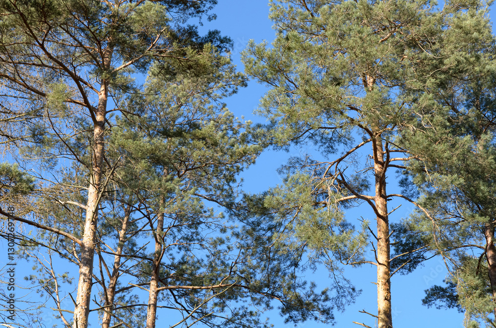Fototapeta premium Tree trunks with bare branches and twigs in an european forest against blue sky on a sunny day, natural trees woodland landscape background