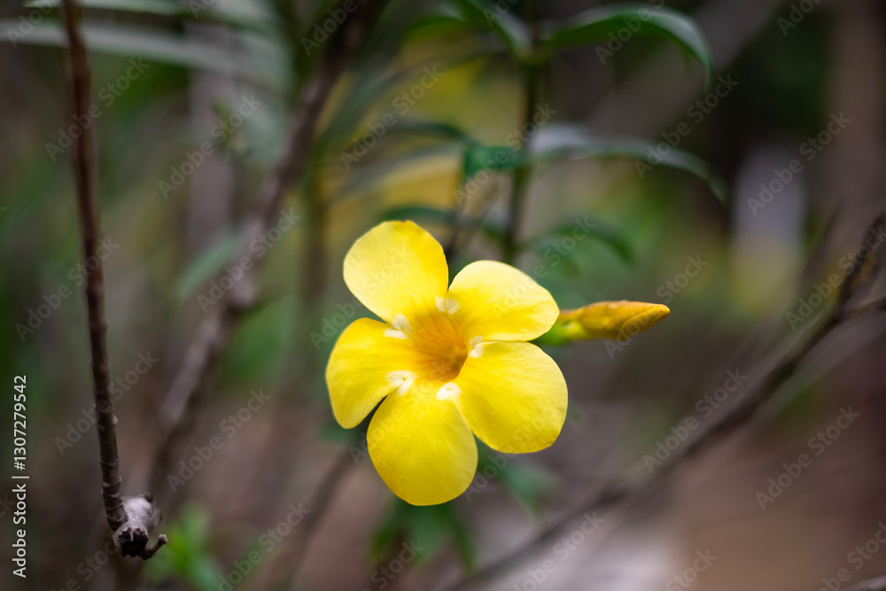 Fototapeta premium Close-up of a bright yellow flower blooming prominently, Allamanda cathartica or golden trumpet flowers. The soft yellow petals contrast beautifully with the dark brown stamens in the center.