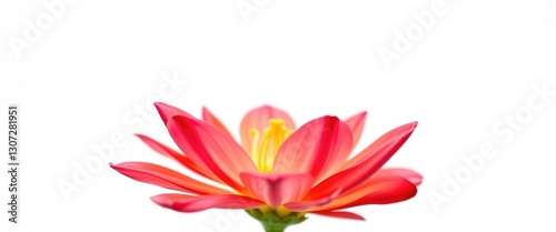 A single vibrant bloom, petals unfurled, set against a pure white backdrop, macro, detail