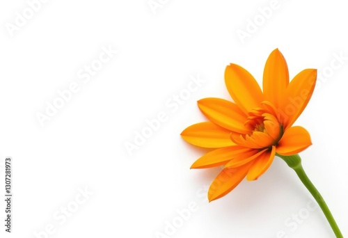 A single, vibrant flower, petals perfectly formed, isolated against a pure white backdrop,  botanical,  red