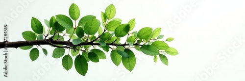 Wallpaper Mural Dense forest branch isolated on white background, simplicity, nature Torontodigital.ca