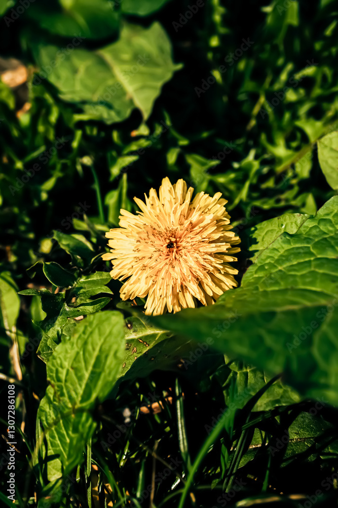 Yellow dandelion flower in full bloom surrounded by green leaves and grass, illuminated by sunlight, with small insects on its petals, creating a vibrant natural scene.
Yellow dandelion flower in full bloom surrounded by green leaves and grass, illuminated by sunlight, with small insects on its petals, creating a vibrant natural scene.