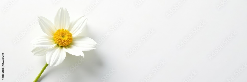 Single flower on a white background with texture, plant, white flowers Single flower on a white background with texture, plant, white flowers