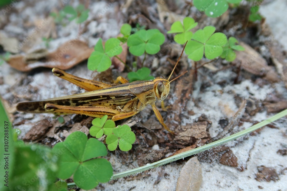 Tropical bombay locust on the ground in Florida wild, closeup Tropical bombay locust on the ground in Florida wild, closeup