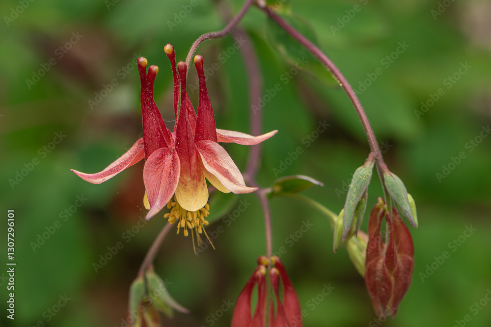 Obraz premium Native red and yellow columbine with green foliage