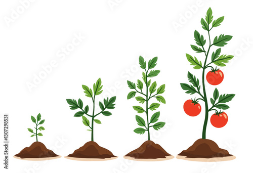 Tomato plant growth stages illustration
