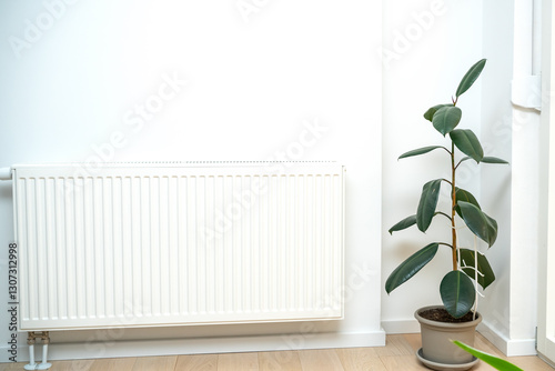 ficus Robusta in a pot against a white wall